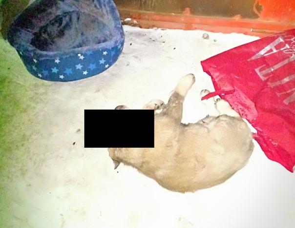 В Мурманске изувер убил щенка ложкой от обуви Вчера вечером в Мурманске в мусоропроводе дома 25 на улице